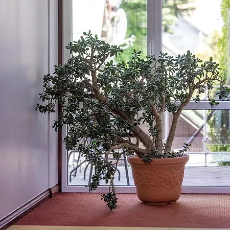 P7 Appartement Palanga