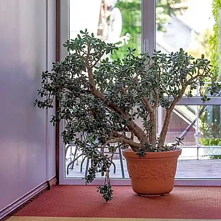 P7 Appartement *